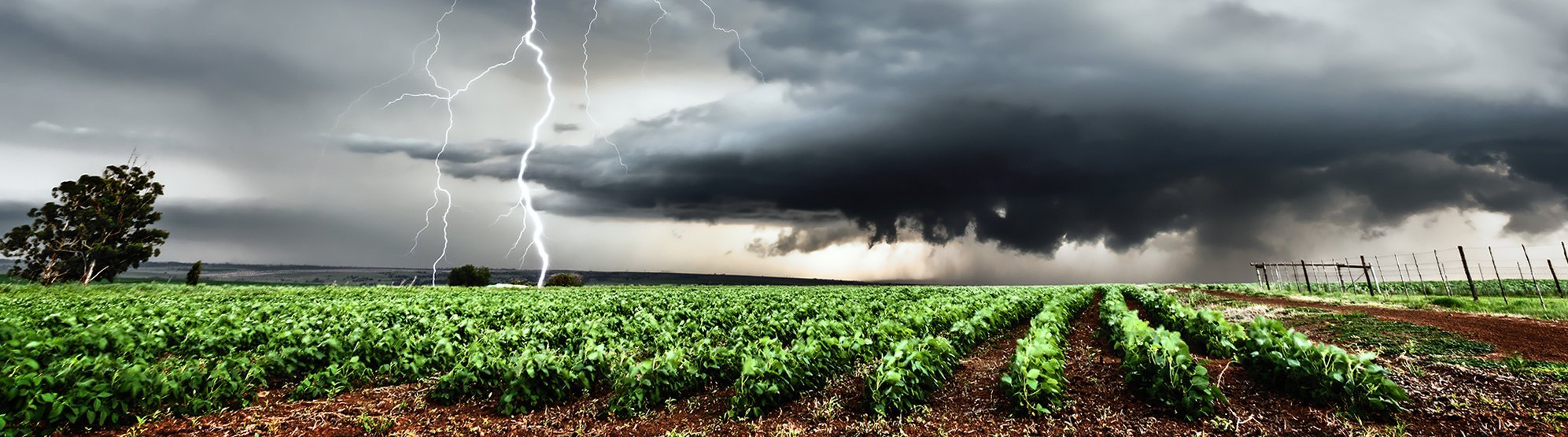 Feld mit Kartoffeln und Gewitter am Himmel