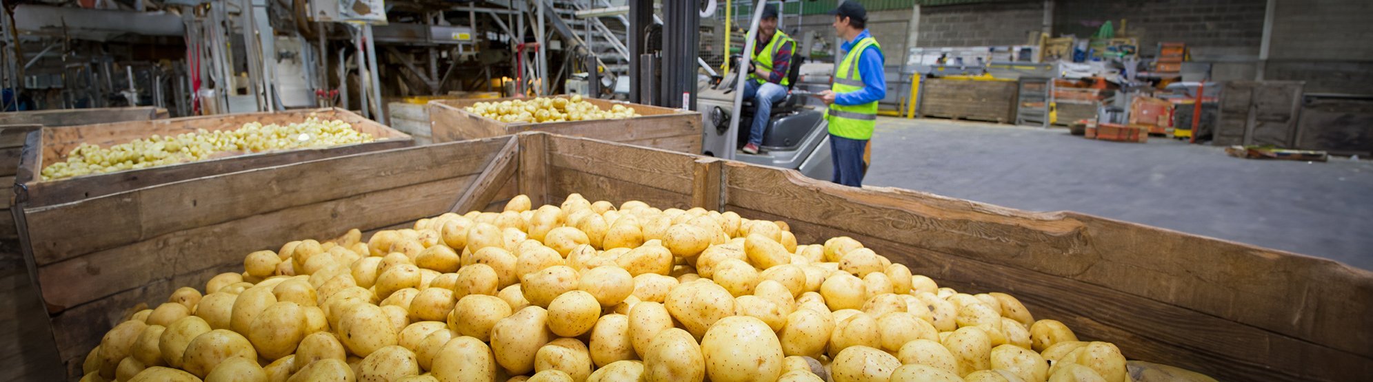 Große Kiste mit Kartoffeln